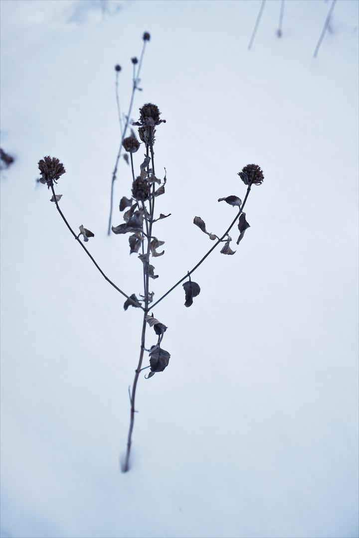 Wild bergmot stem and seed heads against a snowy background. These parts of the plant are dead and are dark brown in color.