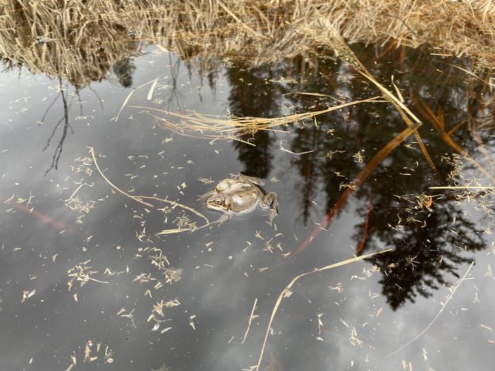 Wood frog swimming in still water that reflets the sky and trees. This frog is making sound, as one can tell because two sacs either side of its body are expanded with air.