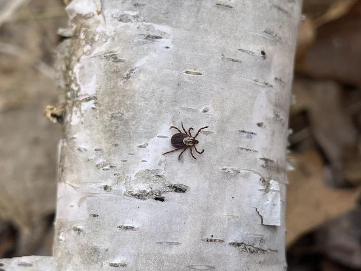 Dark red adult wood tick against the white bark of a birch tree.