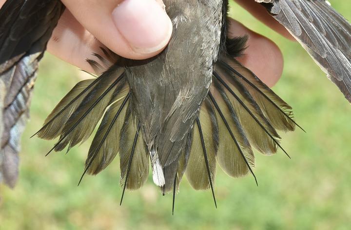A chimney swift is being held by a bird-bander. This allows a clear view of tail feathers with long spines.