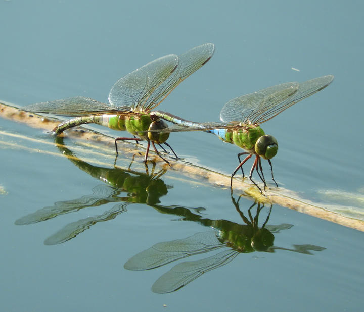 A pair of common green darners mating. One dragonfly's tail rests on the back of the other, directly behind its head. They are perched on a piece of vegetation on the water's surface.