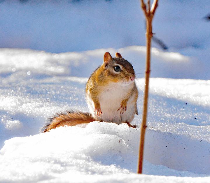 An eastern chipmunk in the sunlight on snowy ground. Winter lighting makes for patchy blue shadows in the scene.