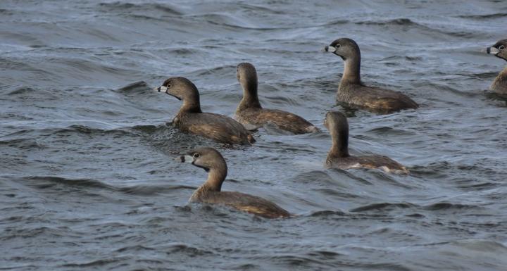 Sixe pied-billed grebes on water. Small waves are on the water's surface and all birds are facing the same direction.