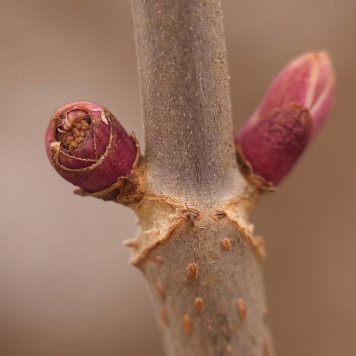 Close-up photo showing the interior of a red elderberry bud. The bud's exterior is brilliant pink, almost magenta. And the textured interior is tan in color.