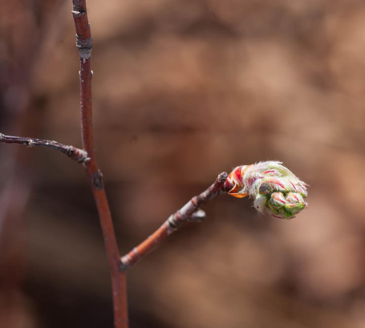 Serviceberry bud is breaking open, revealing new growth that will unfold