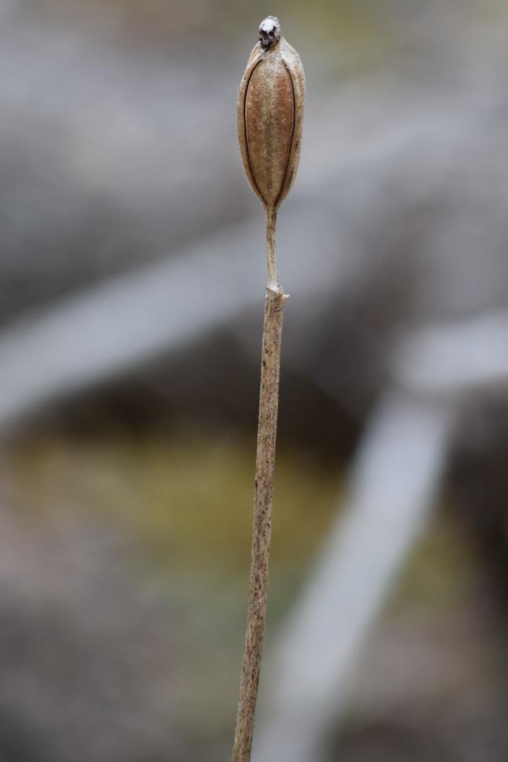 Close-up showing an oval-shaped seed pod on a stiff dry stem.