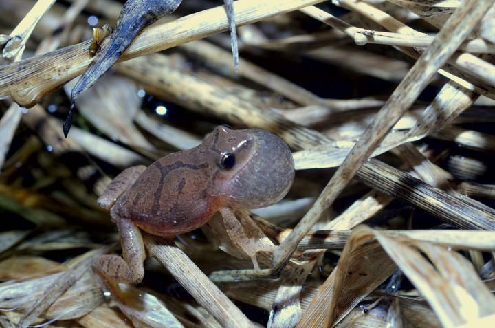 Spring peeper with its vocal sac expanded and full of air. The vocal sac is located under the frog's jaw. This frog is resting on decaying vegetation.