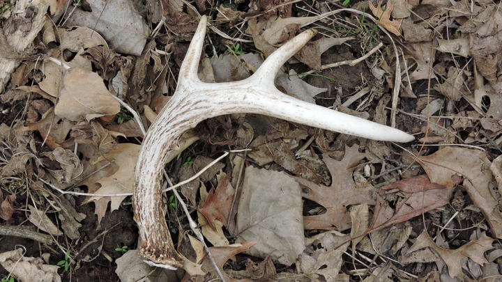 A single antler with three points is on the ground, resting atop brown dry leaves. It has a grooved texture at the base and a polished smooth texture near the tips.