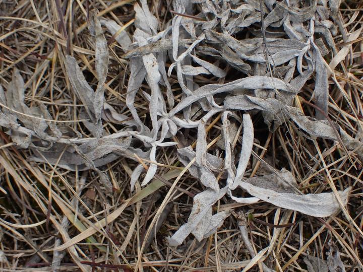 Dead leaves from last year's sage plants have a distinctively silver color and dusty appearance.