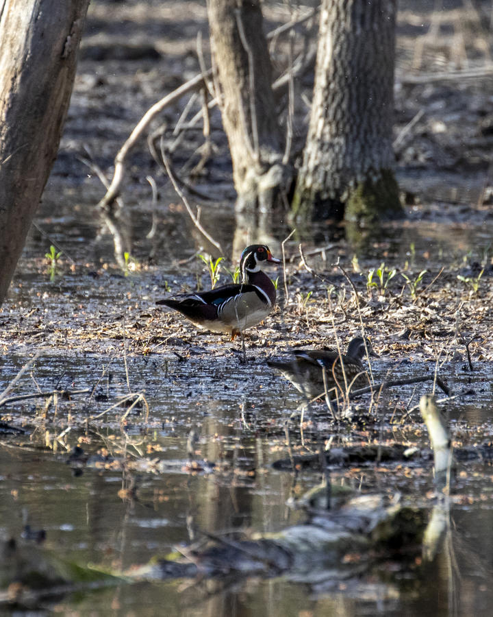 A pair of wood ducks are in a vernal pond, or a temporary wetland. Tree trunks in the background suggest this is a forest or woodland habitat.