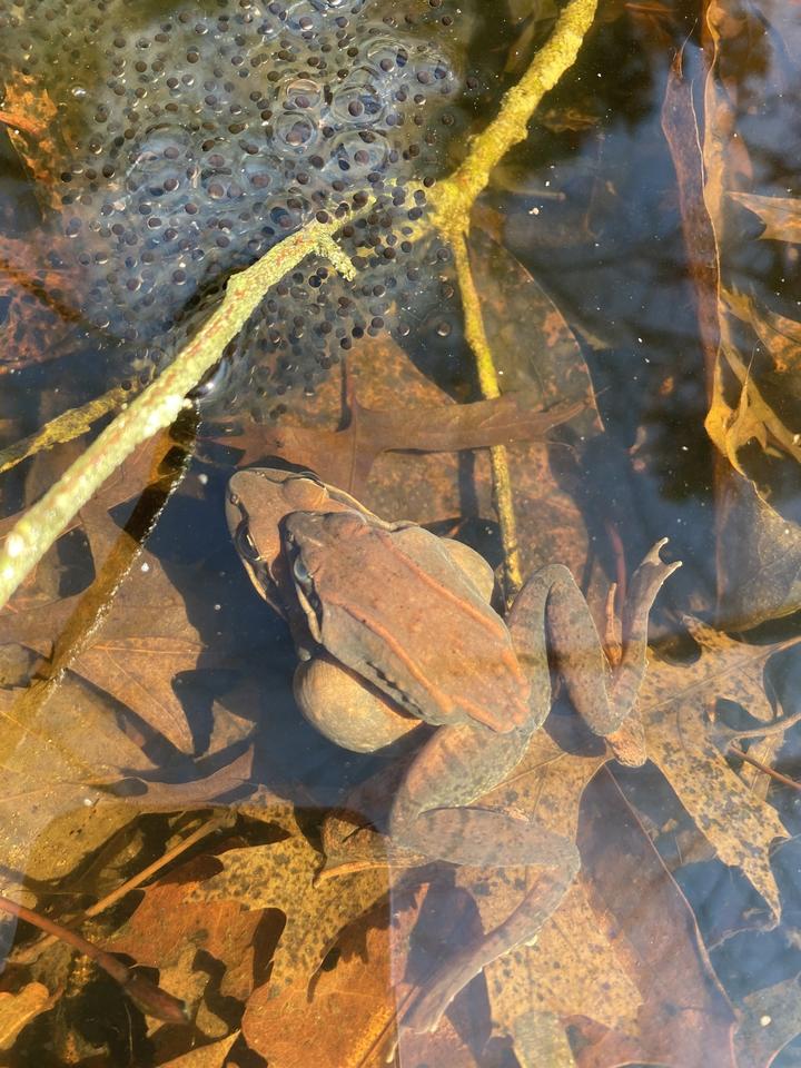 Wood frogs mating in shallow water. The smaller male is on top of the larger female. Nearby is a mass of eggs with black centers and a jelly-like consistency.