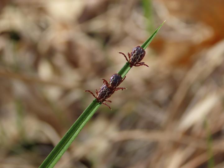 Three adult wood ticks near the tip of a blade of green grass.