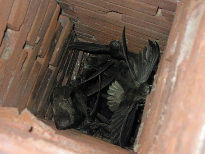This photo looks down into a chimney where at least five chimney swifts can be seen in the narrow space.