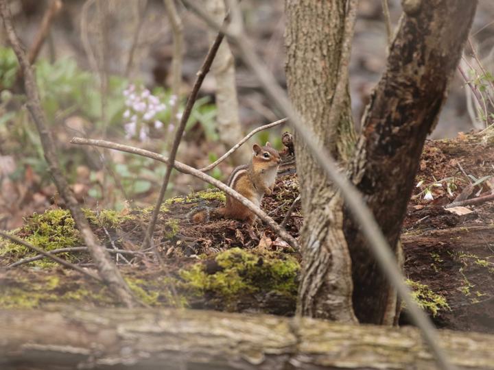 Chipmunk in a spring woodland scene. Mosses are turning green and in the background, there is a woodland wildflower with pale puple blooms.