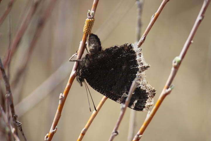 A single mourning cloak is perched upside down on a thin twig. It is depositing tiny eggs that are orange-yellow in color. The eggs cover part of the twig's surface.