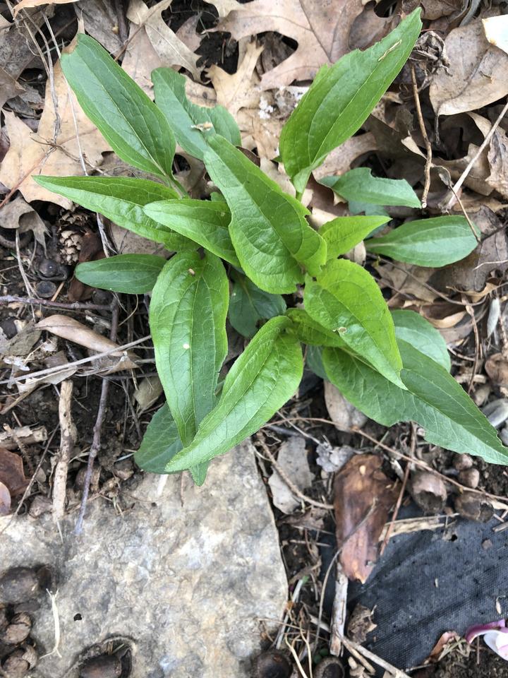 New green leaves of the purple coneflower plant contrast against the dull brown leaf litter on the ground.