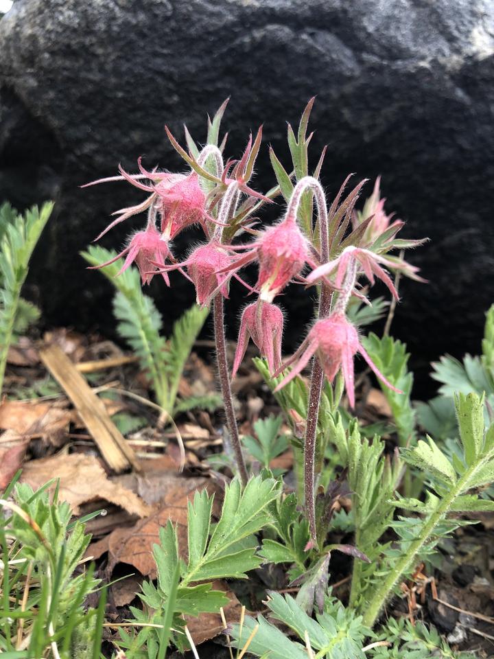 Prairie smoke flowers nod over. There is a single flower for each bending, fuzzy stem. The bright green leaves have a fern-like appearance.