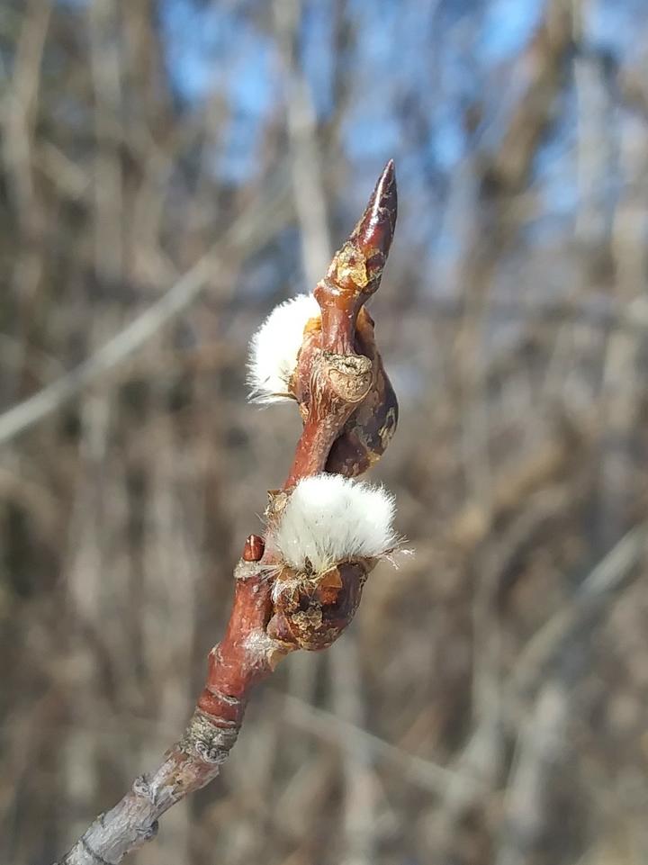 The tip of the twig is dark red and has flower buds breaking open. Inside the open buds, pale gray, silver tufts are appearing.