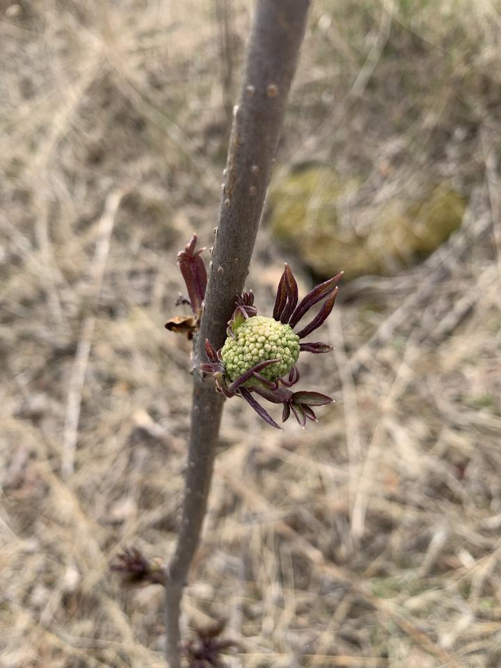 Flower buds are packed into a highly textured globe shape, green in color. The small new leaves are dark red, long, thin, and pointy.