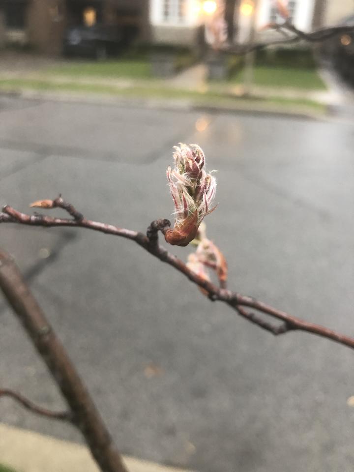 Buds have broken open. The new growth is pink in color with white down. The forms are complex and aren't yet easy to recognize as leaves or flower buds.