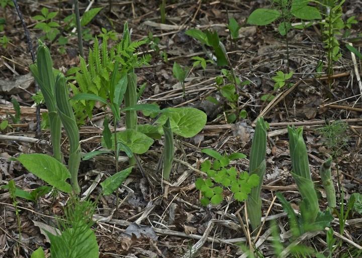 New leaves of the showy lady's slipper are poking up from the ground, among other fresh green vegetation in early spring.
