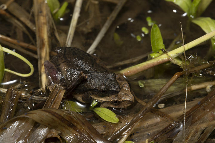 Pair of mating spring peepers, the smaller male is on top of the larger female frog and both are in shallow water.