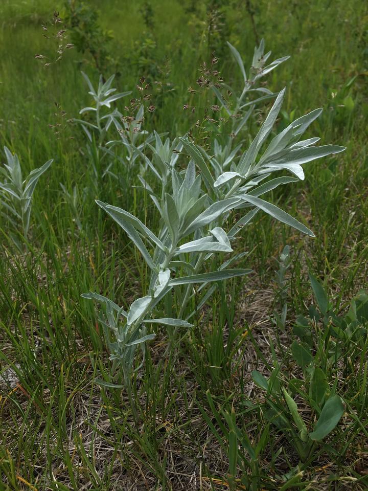 Sage leaves contrast against a background of mostly grasses. The leaves are long and narrow, pale green, and fuzzy.