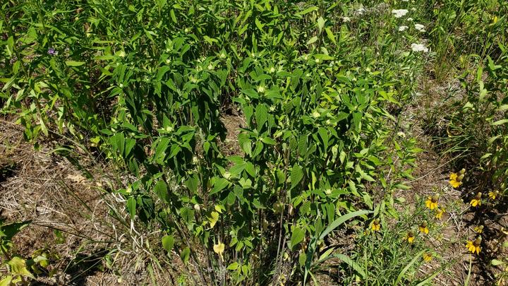 Wild bergamot plants in this photo have stiff, upright stems and green foliage. There are flower buds but no open flowers.