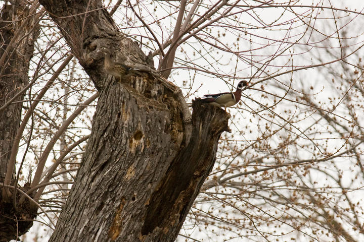 A pair of wood ducks (male and female) perched in a tree in a spring forest scene. This tree might have a cavity they can use for nesting.
