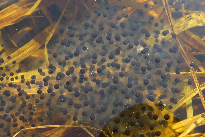 A close-up photo showing wood frog eggs in the water. A mass of clear jelly encloses hundreds of tiny black spheres.