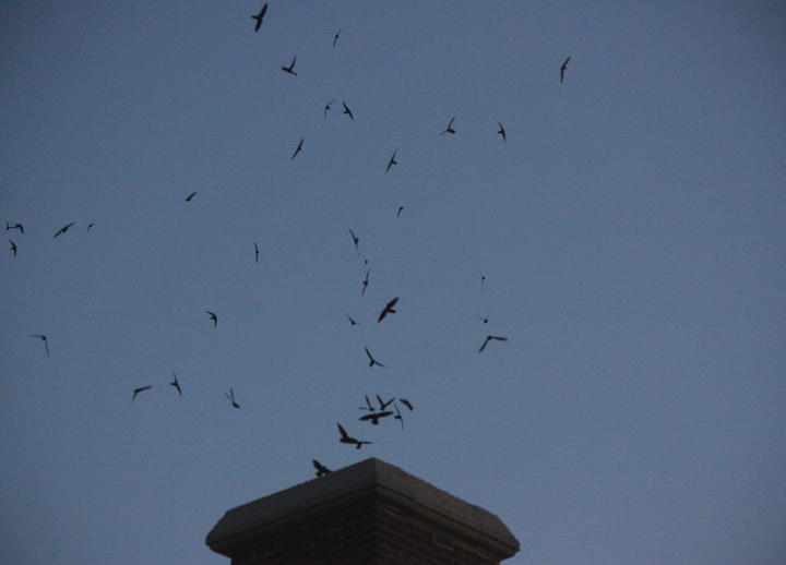 A dusk scene with at least forty chimney swifts flying around the opening of a chimney.