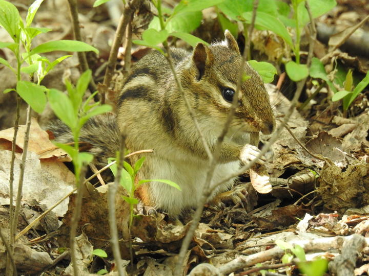 Chipmunk on the forest floor eating a seed from a maple tree.