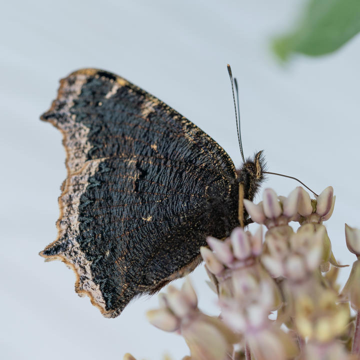 A mourning cloak feeding at milkweed flowers. The underside of the butterfly's wings are mostly dark brown with a marbled texture and pale yellow edges.