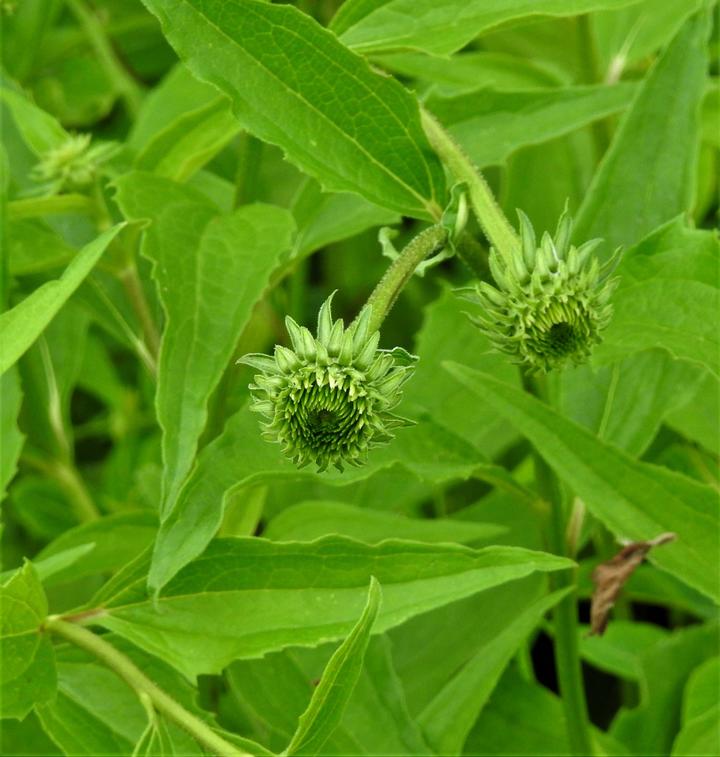 Flower buds of the purple coneflower plant are green with many layers of triangular structures arranged in circles.