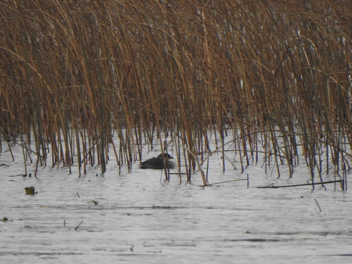 The water in this wetland scene appears frozen. A single pied-billed grebe is partly concealed by vegetation.
