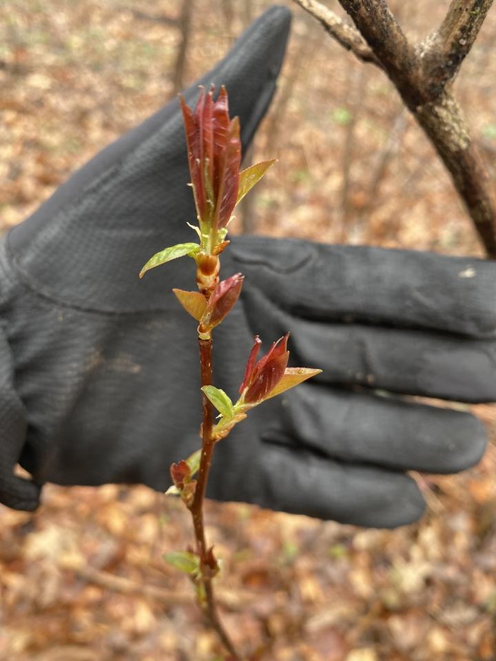 New growth of the serviceberry. Some leaves are bright green, others are dark red.