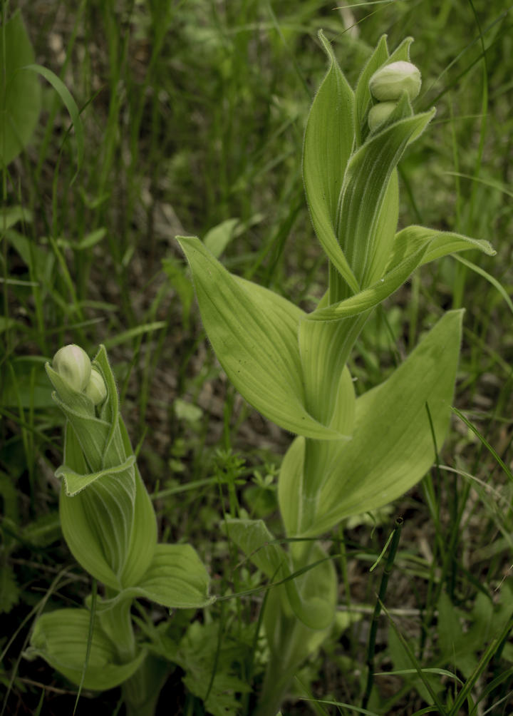 At the top of showy lady's slipper stems, closed flower buds appear. They are very pale green, have a fuzzy texture, and are roundish in shape.