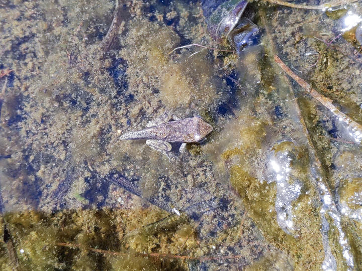 This developing spring peeper has legs and a tail remaining from its tadpole stage. It is in shallow water with decaying vegetation.