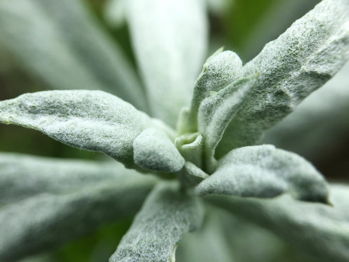 A close-up photo showing sage's hairy leaves as they unfold at the tip of a stem.