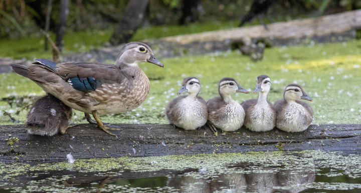 A female wood duck with five small ducklings. They are sitting and standing on a log that is floating in the water. The ducklings are about half as big as the parent.