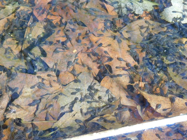 Hundreds of tadpoles in clear, shallow water. They are dark gray in color and about two-thirds of their length is tail.