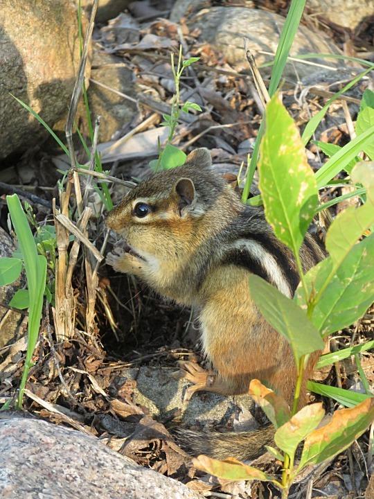 A chipmunk is near the entrance to its burrow. The forest floor has green leafy plants and leaf litter.