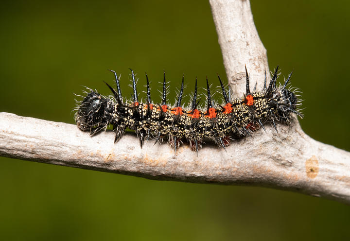 A mourning cloak larva (caterpillar) crawls on a twig. It has a shiny black eye, a body covered in spikes and hairs, with about eight bright red spots..