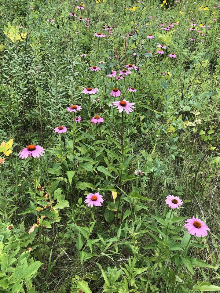 A grassland scene with purple coneflowers in bloom. About fifty individual flowers receded into the distance in this lush scene.