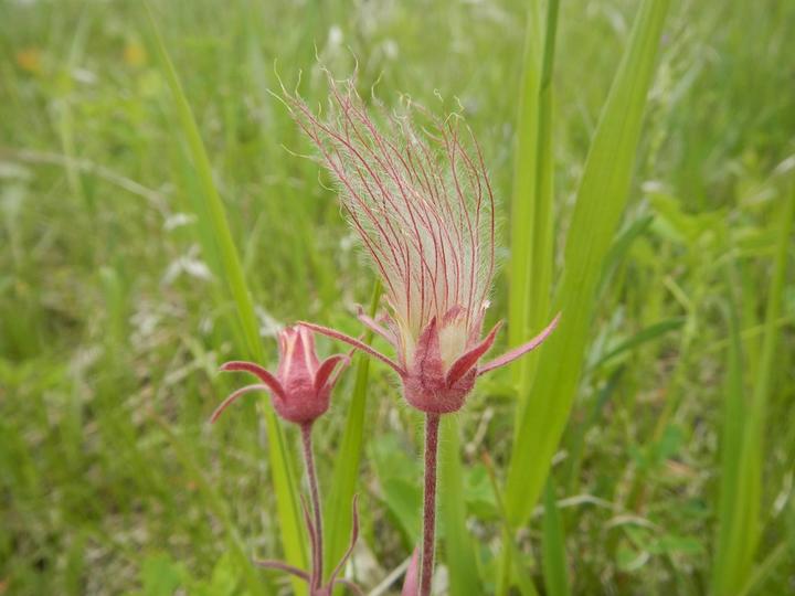 Two seed heads of the prairie smoke plant stand upright in a setting with bright green vegetation. One has a whispy texture and both are magenta and smoky pink in color.