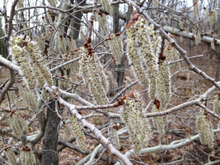Aspen flowers form long fuzzy tassels that droop off the ends of the gray-brown twigs. Flowers with this general structure are called a catkins.