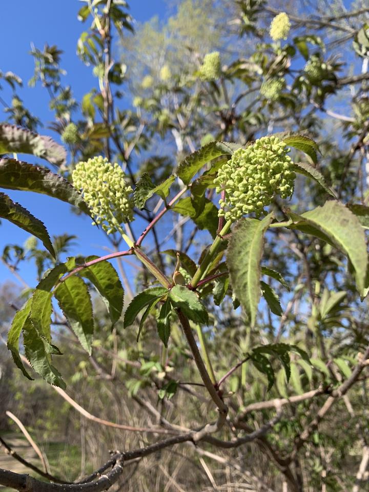 Bright lime-green flower buds are still closed, but they have unfolded from the globe-shape into clusters. Leaves are seen against a bright blue sky.