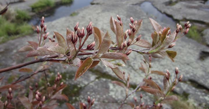 Branch with pale pink flower buds that are closed. The leaves have both greenish and reddish tones.