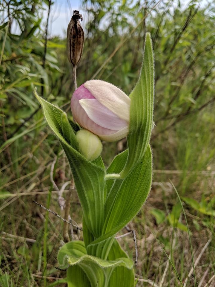 This photo shows a flower bud that is not yet open. It is mostly white and pink, and is larger than another closed bud in the same image.