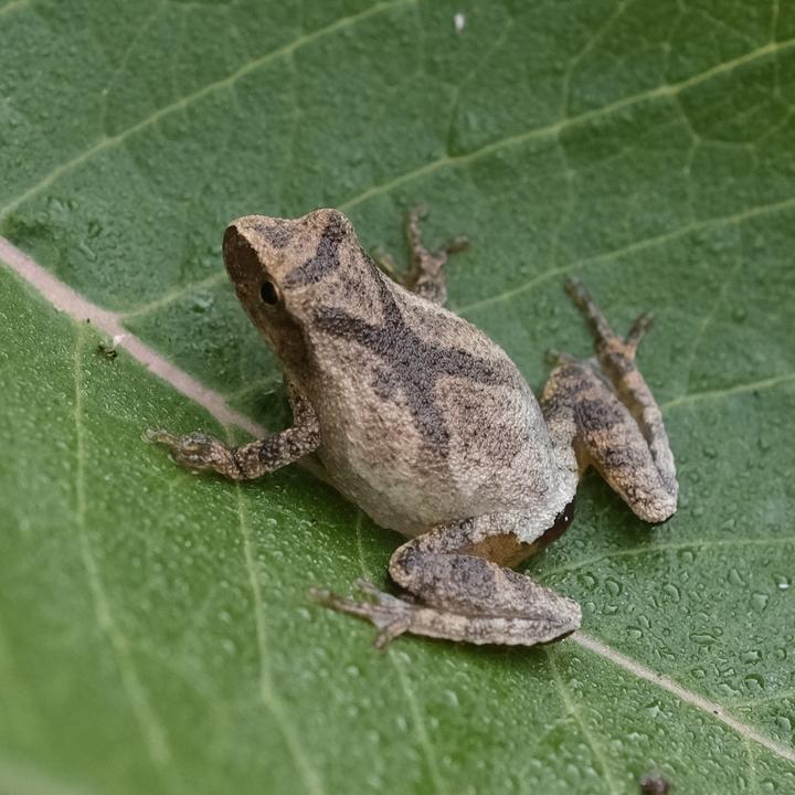 Pale brown spring peeper against a bright green leaf. Dark markings on its back include x-shaped splotchy lines, a clue observers use to identify spring peepers.